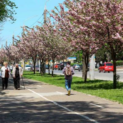 chernivtsi-tsvite-sakura-2021