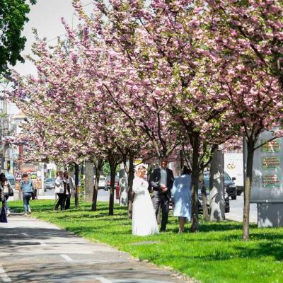 chernivtsi-tsvite-sakura-2021