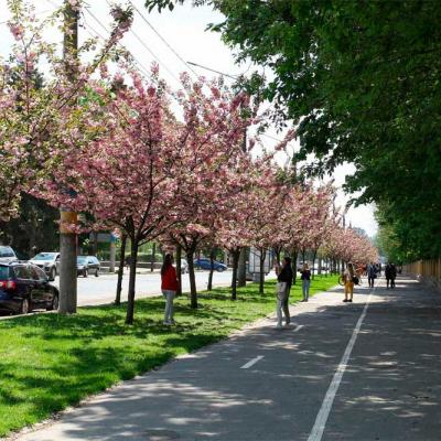 chernivtsi-tsvite-sakura-2021