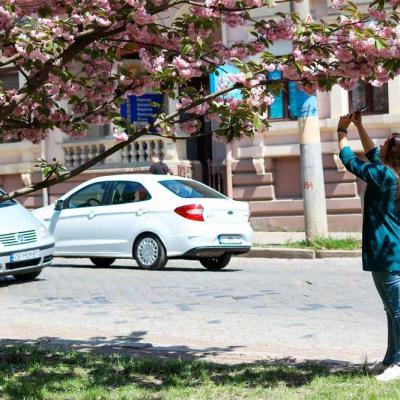 chernivtsi-tsvite-sakura-2021