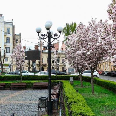 chernivtsi-tsvite-sakura-2021