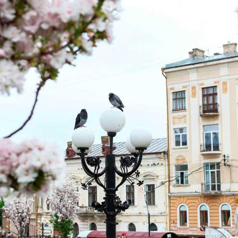 chernivtsi-tsvite-sakura-2021