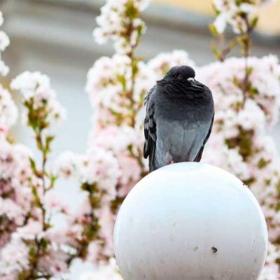 chernivtsi-tsvite-sakura-2021