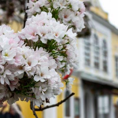chernivtsi-tsvite-sakura-2021