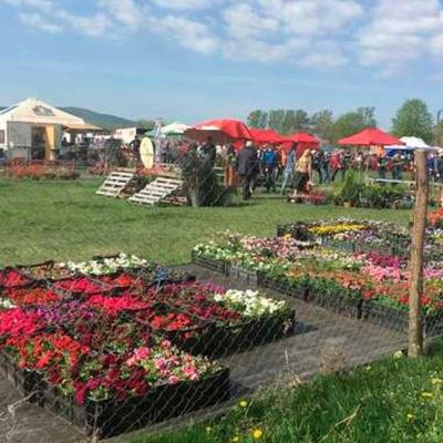 festyval-tiulpaniv-2018